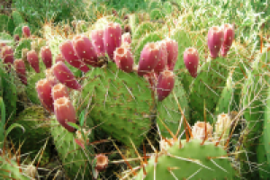 Плоды опунции созревают