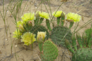 Авторские фотографии и текст про опунции в степях Астрахан. обл.