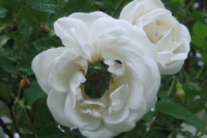 Шиповник и жук