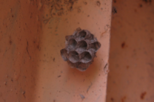 Осинное гнездо