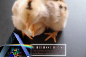 Контент, статьи