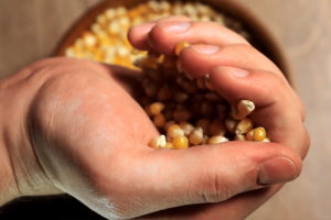 Рекламный ролик - Кукурузная мука «ДИДО»