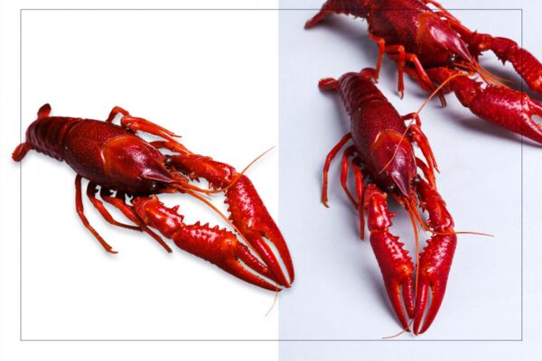 img3895229.png