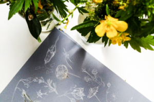 ботаническая иллюстрация