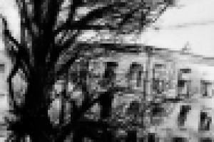 старое дерево