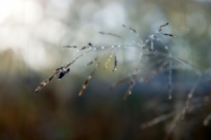 Мушка в росе