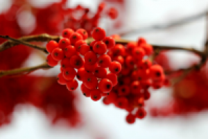 Работа 2955767