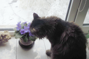 Ах эти фиалки!