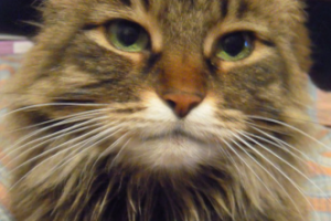 Как вы все меня утамляэте!