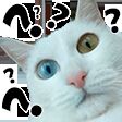 img3810409.png