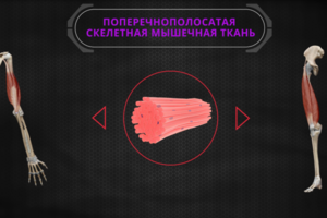 Обучающий курс "Общая анатомия"