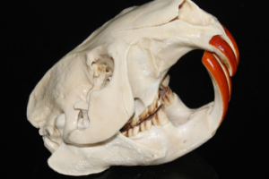 Работа 3785711