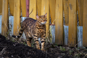 Работа 3785690