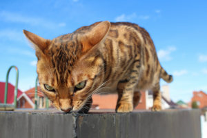 Работа 3785689