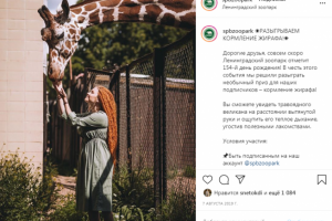 Розыгрыш кормления жирафа