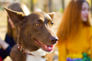 Работа 3969411