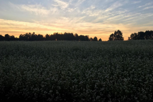 спокойствие