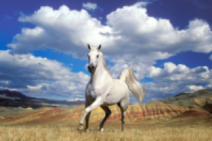 Как обзавестись лошадью