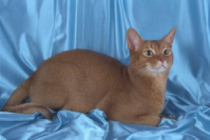 Абиссинская кошка: о породе