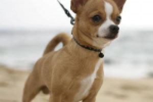 Содержание и уход за чихуа хуа