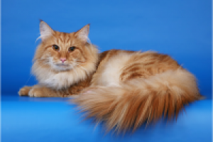 Норвежская лесная кошка