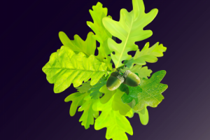 дубовая ветвь