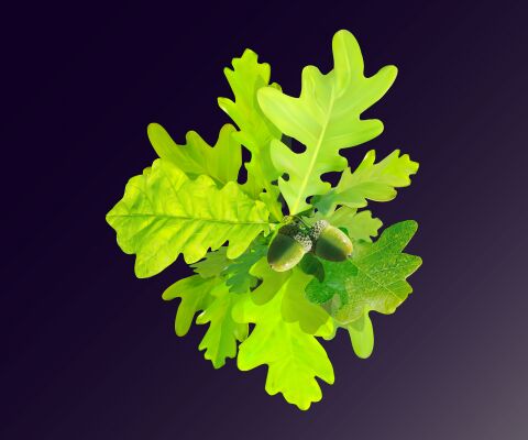 img3947855.png