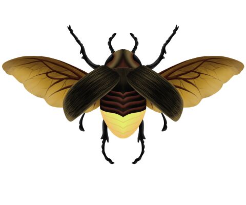 img3874089.png