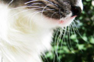 Фото природы