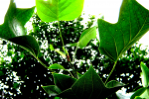 Фото природы