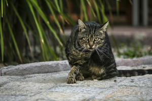 ...МЫ С ТОБОЙ ОДНОЙ КРОВИ....