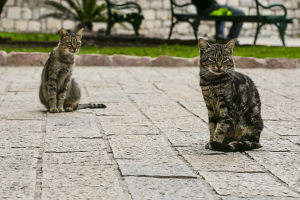 МОЛОДАЯ СЕМЬЯ