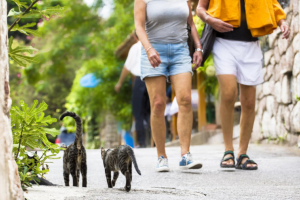 "каждой твари по паре"