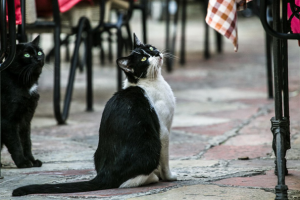 Котор "Попрашайки"