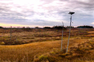 где то между Хантымансийском и Нефтеюганском.вороне Бог послал..