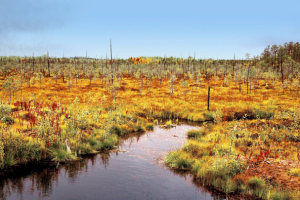 Осень в тундре