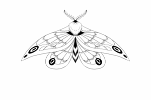 moth sketch 2