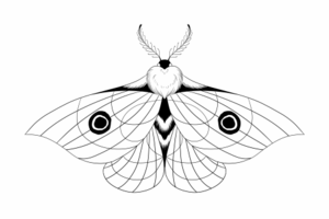 moth sketch