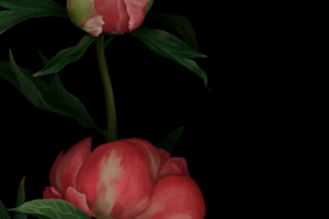 Работа 3236596