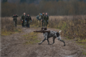 Работа 2771367