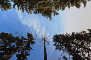 Работа 2771437