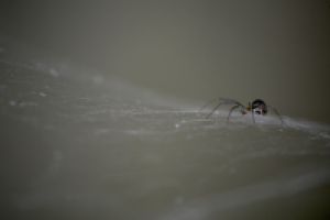 Работа 2771464