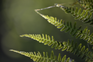 Работа 2771462