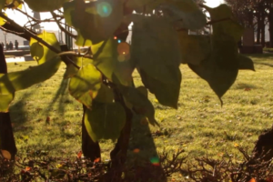 Die Arzte - Junge || Unofficial fan clip