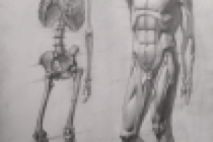 Анатомия (человеческая фигура)