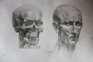 Анатомия (голова человека)