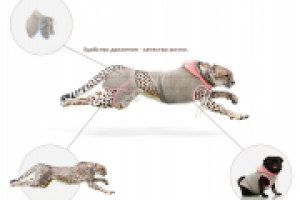 иллюстрация для  шапки сайта.