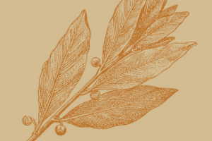 Этикетка для Лаврового листа Народная поляна