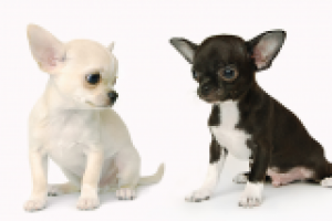 Работа 2694996