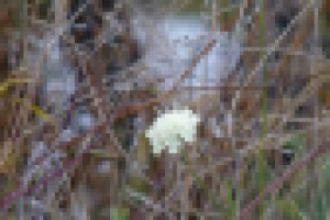 Работа 2813928